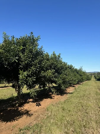 Additional image 17 of Skyring Reserve QLD 4671