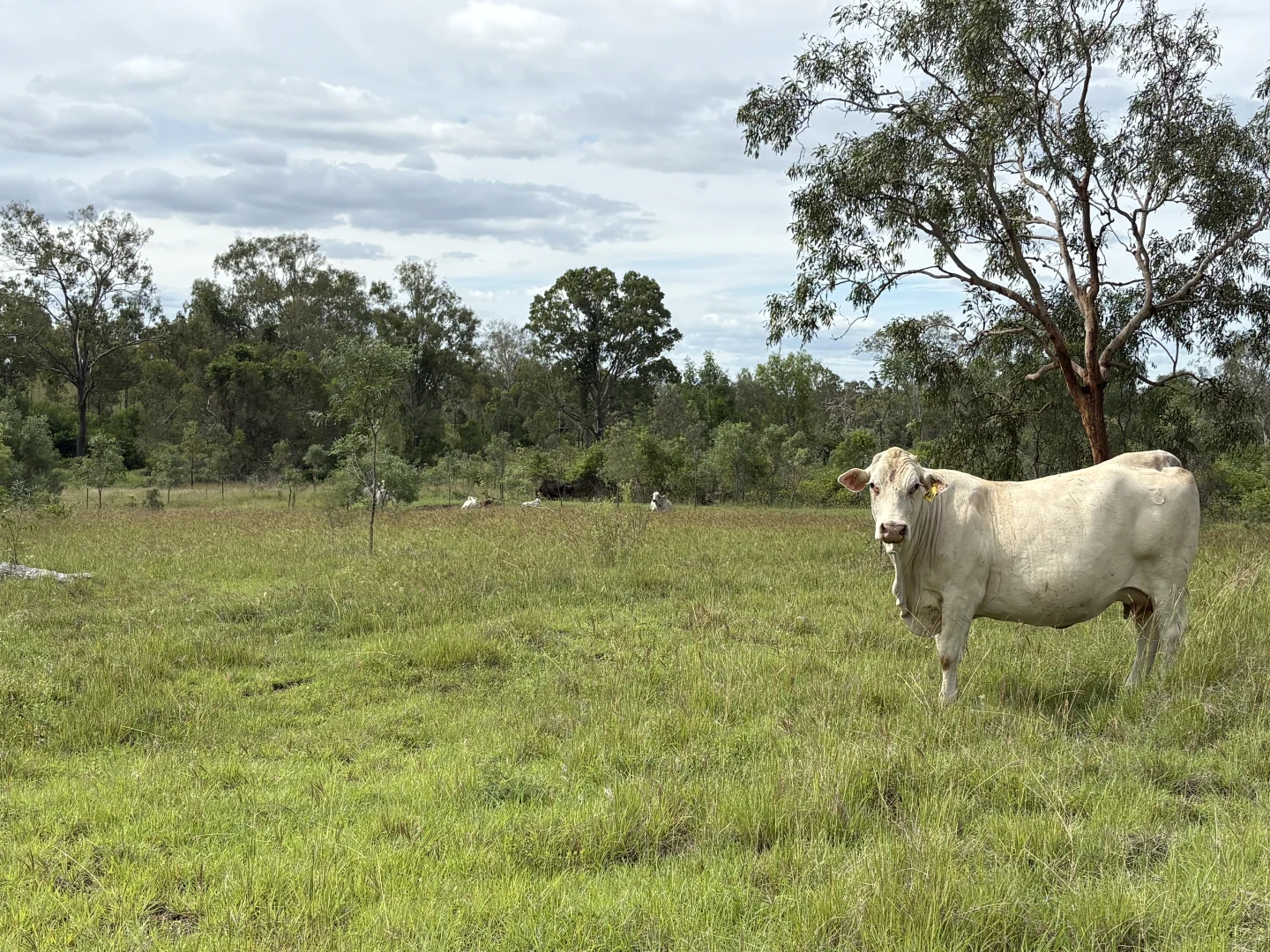 Additional image 14 of 0 Pipeline Road, Nine Mile QLD 4702