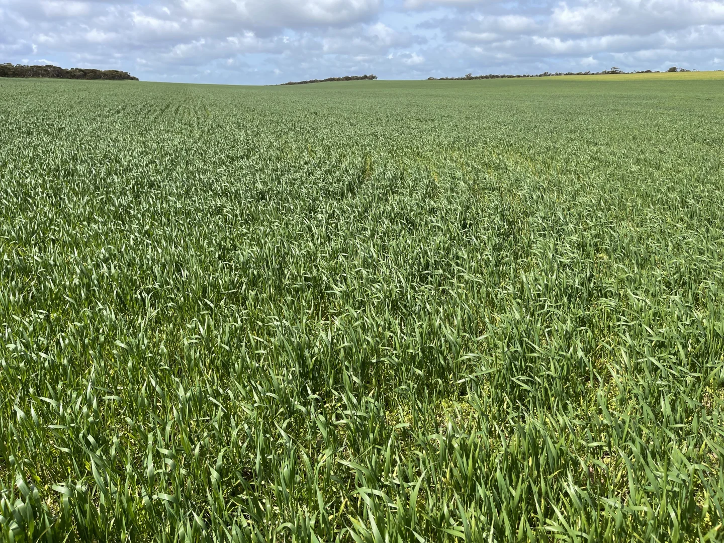 Additional image 7 of Lot/41 Skinner Road, Warramboo SA 5650