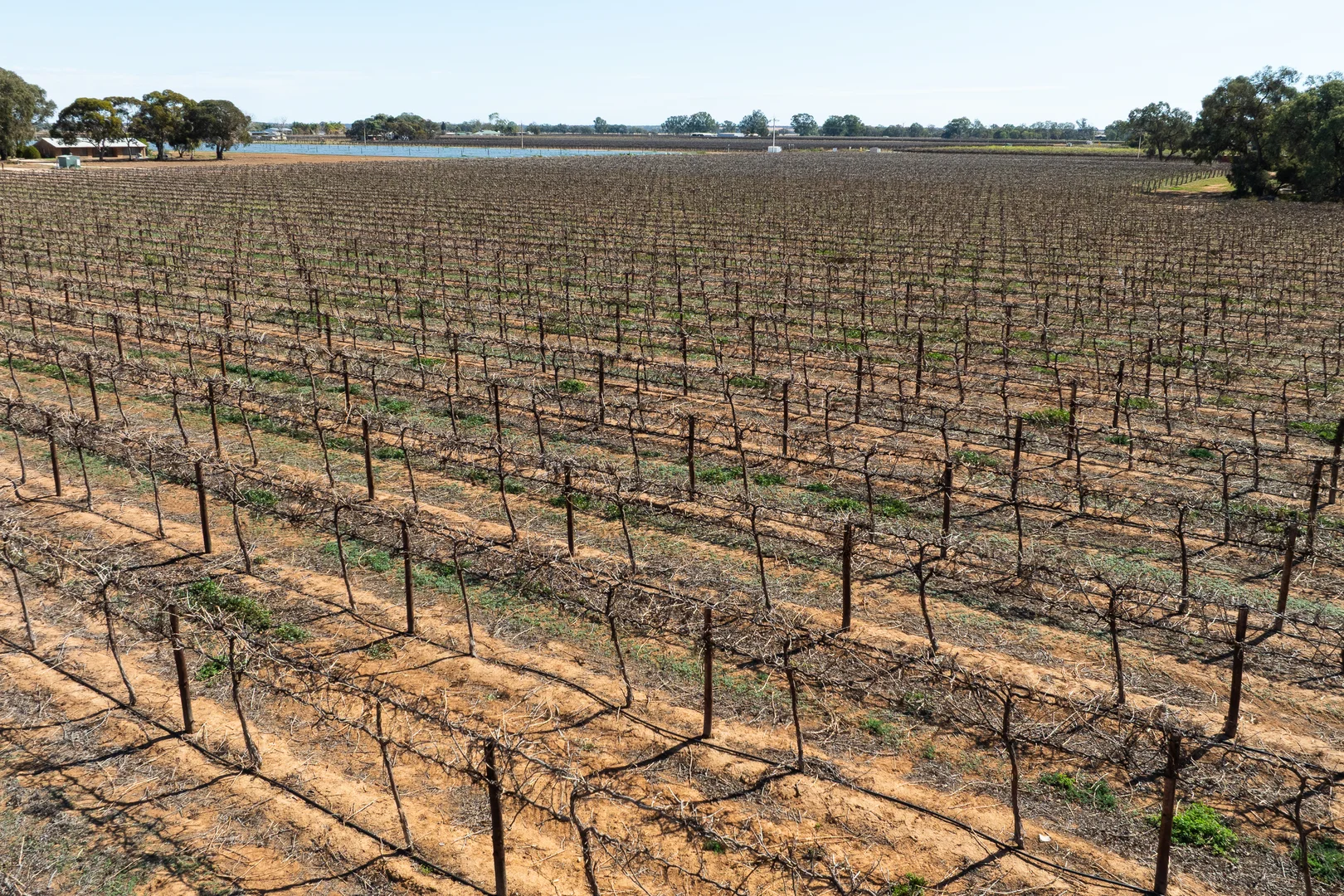 Additional image 8 of Lot 1 Morgan Road, Barmera SA 5345