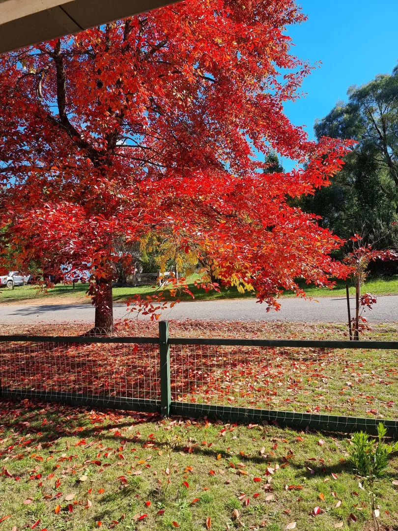 Additional image 2 of 30 Grey Street, Jamieson VIC 3723