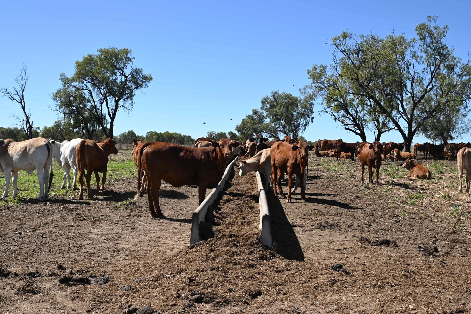 Additional image 2 of 102 Lowestoff Road, Capella QLD 4723