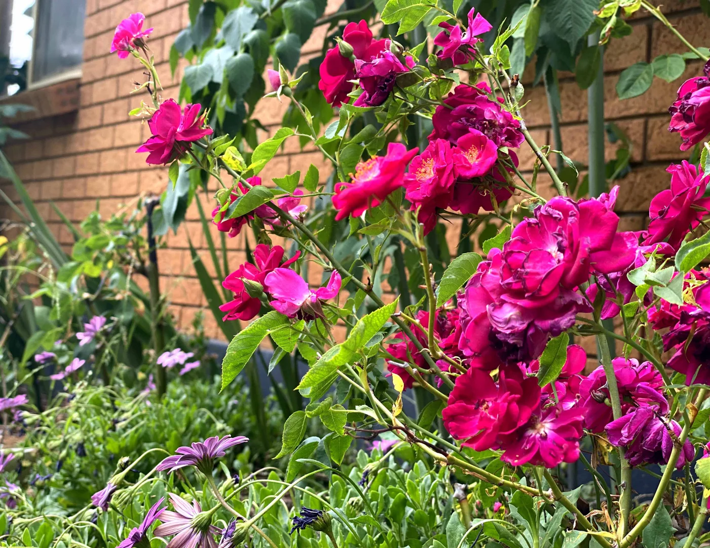 Additional image 13 of "Abbyville" 90 Convent Lane, Borenore NSW 2800