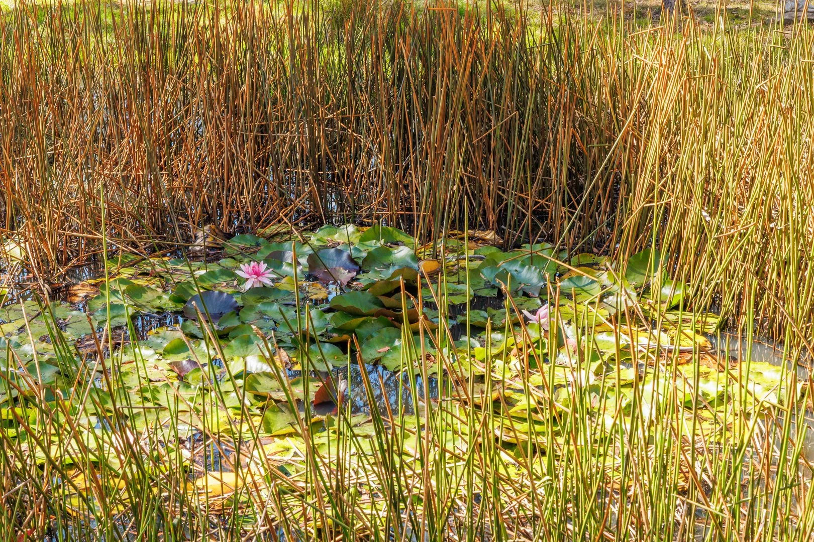 Additional image 4 of 91 Rosehill Road, Bombala NSW 2632