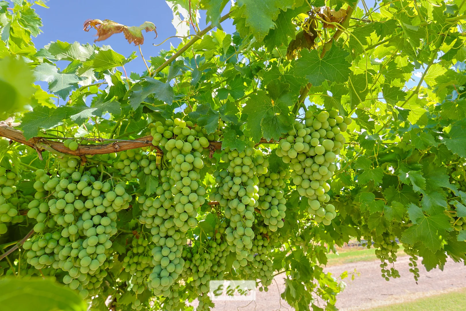 Additional image 20 of 388 Gol Gol North Road, Gol Gol NSW 2738