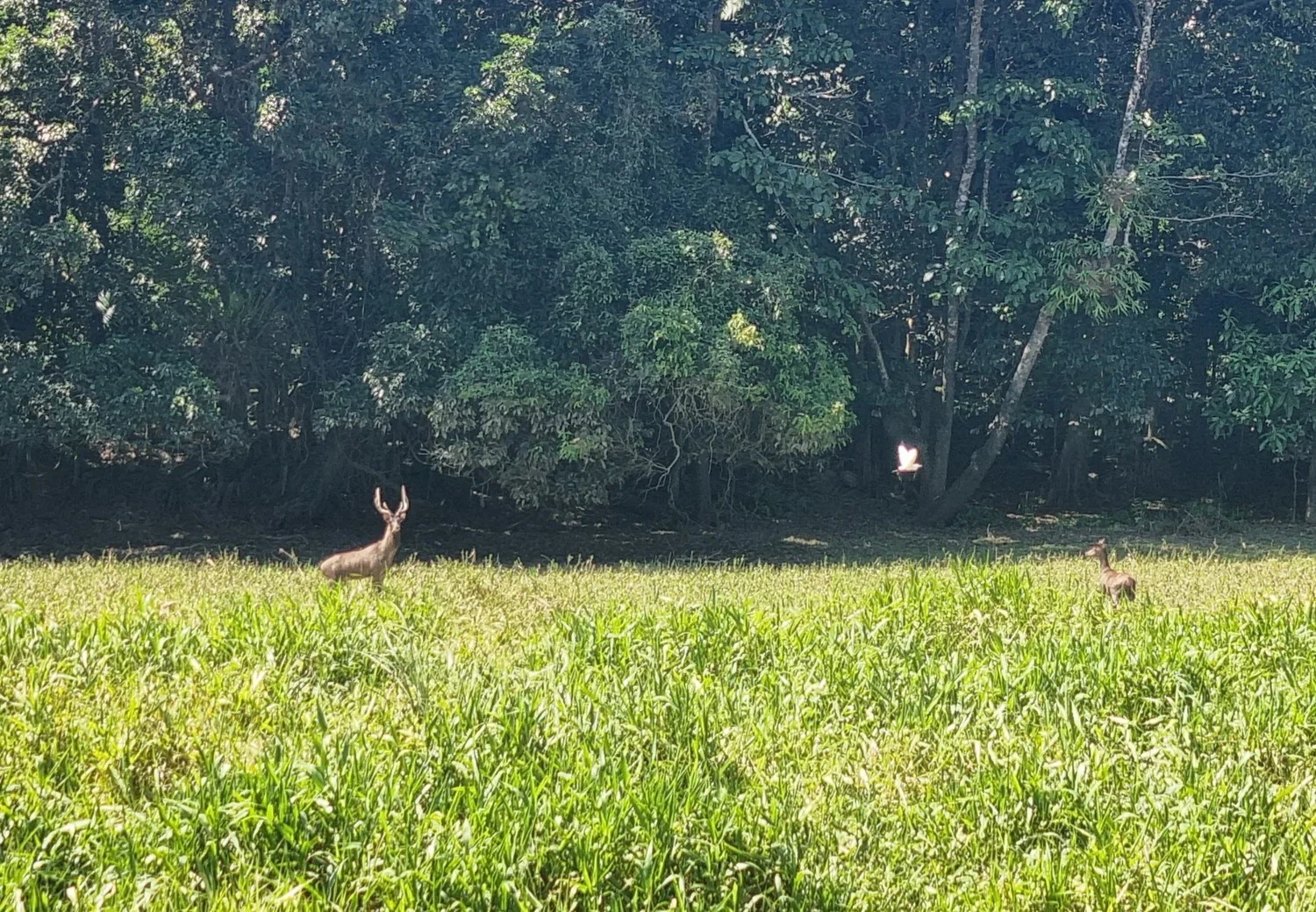 Additional image 6 of Lot 9&10 Kruckow Road, East Russell QLD 4861