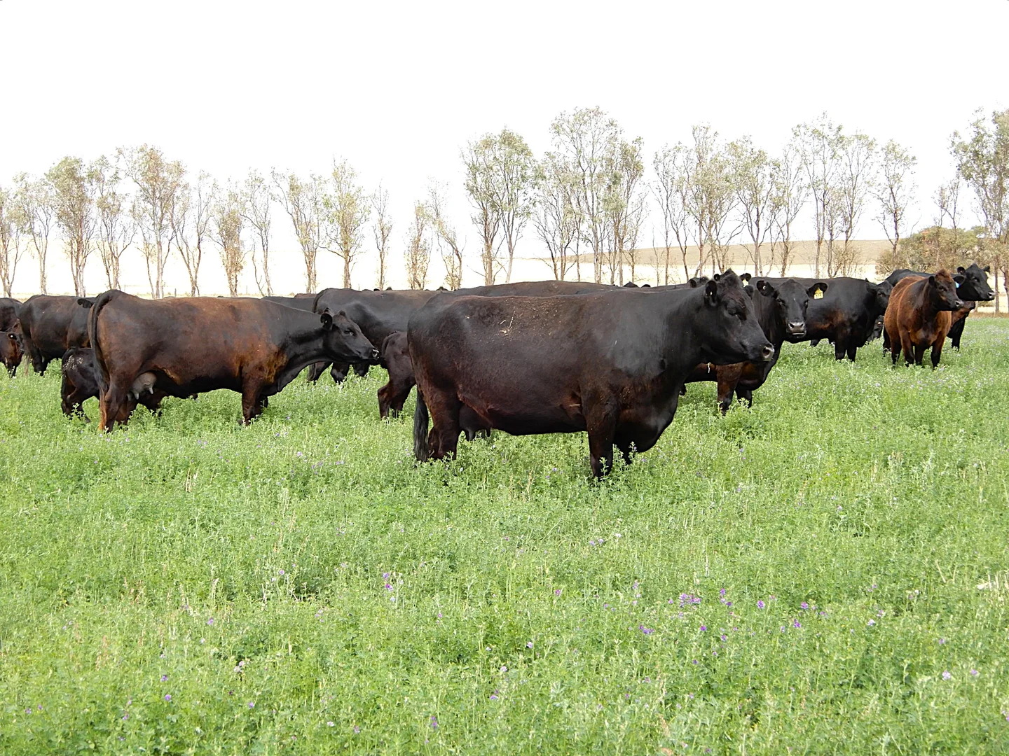 Additional image 15 of 252 Jabez Williams Road, Meningie SA 5264