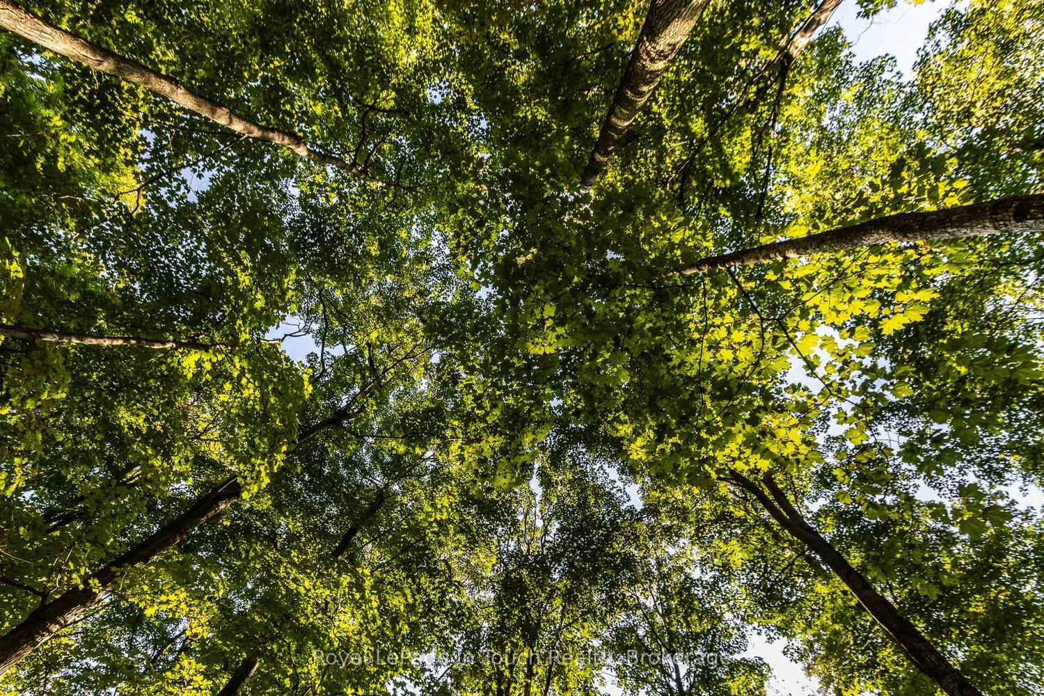 Additional image 12 of Lt 16&17 Nippissing Ridge Road