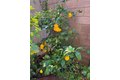 Additional image 43 of 3 Ardmore, Irvine, CA, 92602