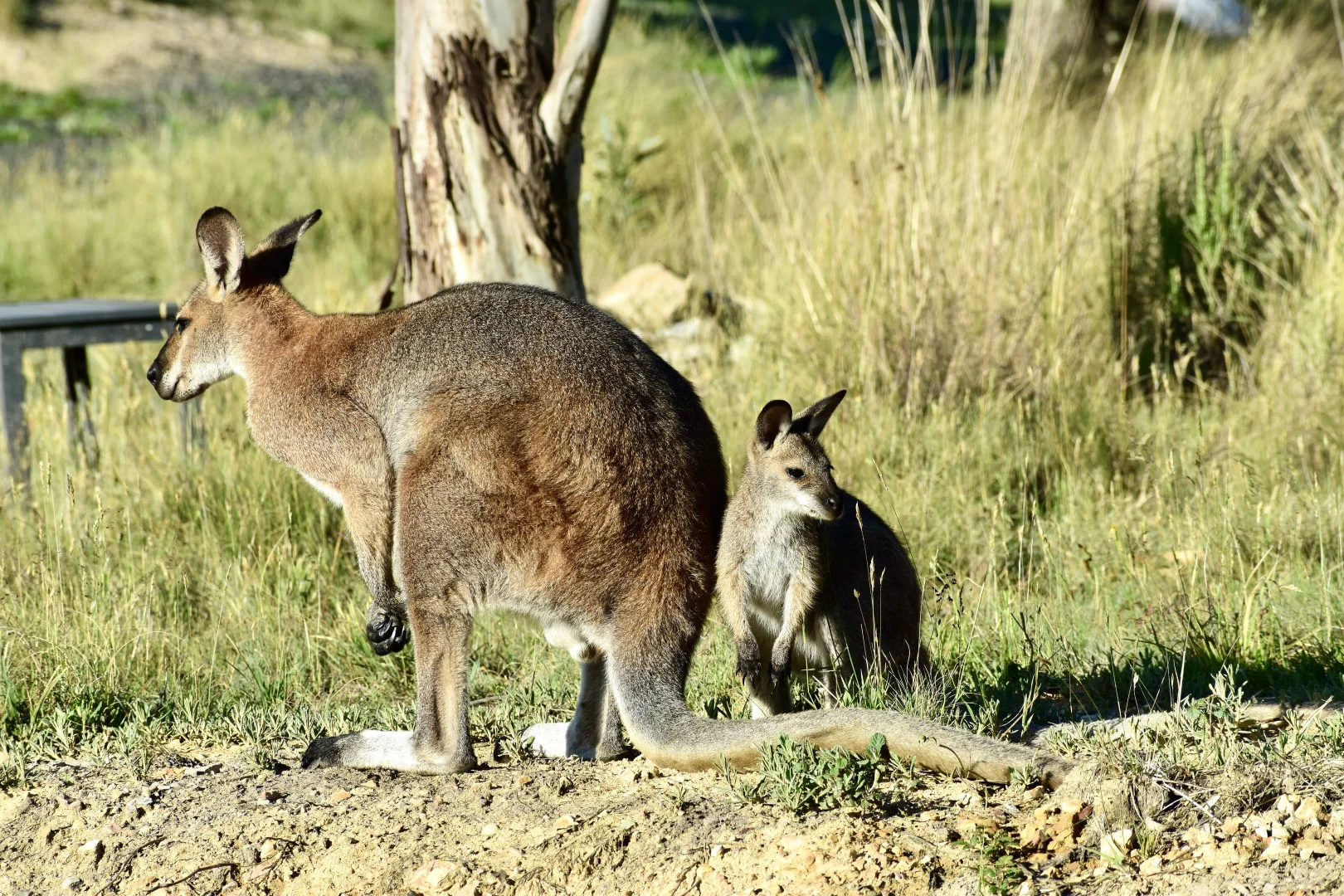 Additional image 18 of 363 Sheepstation Forest Road, Gingkin NSW 2787