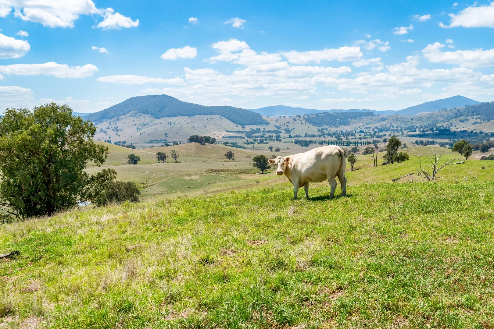 Additional image 9 of "Tom's" Tallys Lane, Tallangatta Valley VIC 3701