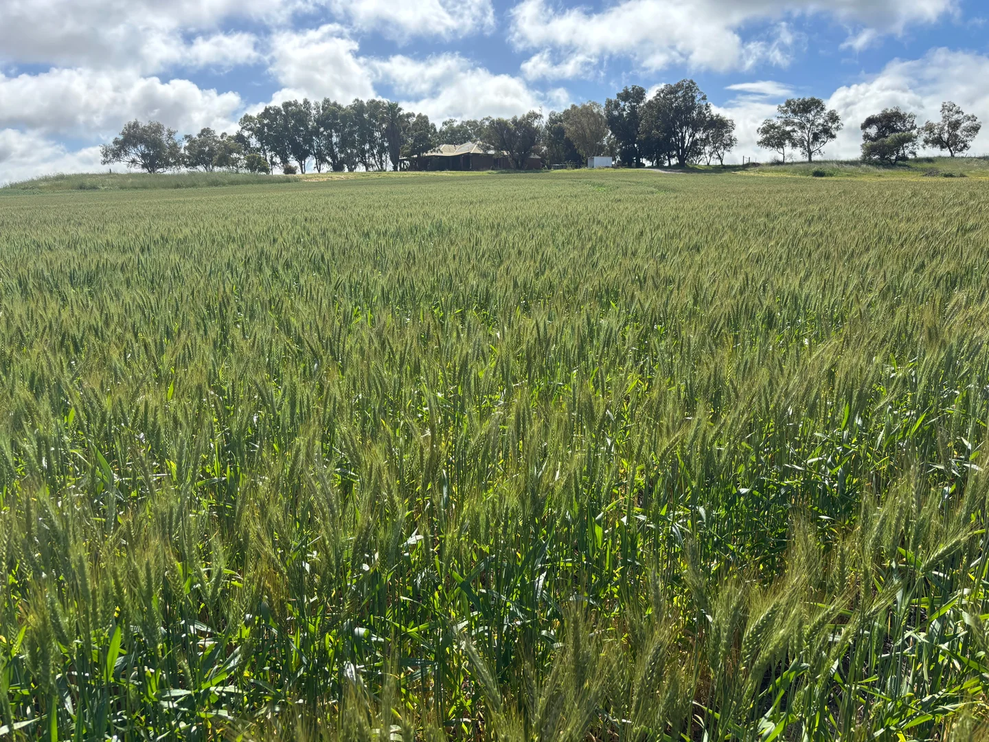 Additional image 3 of 1396 Tabletop Road, Mount Horner WA 6525