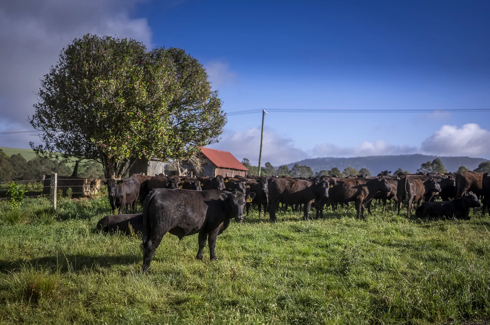 Additional image 28 of 294 Coramba Road, Dorrigo NSW 2453