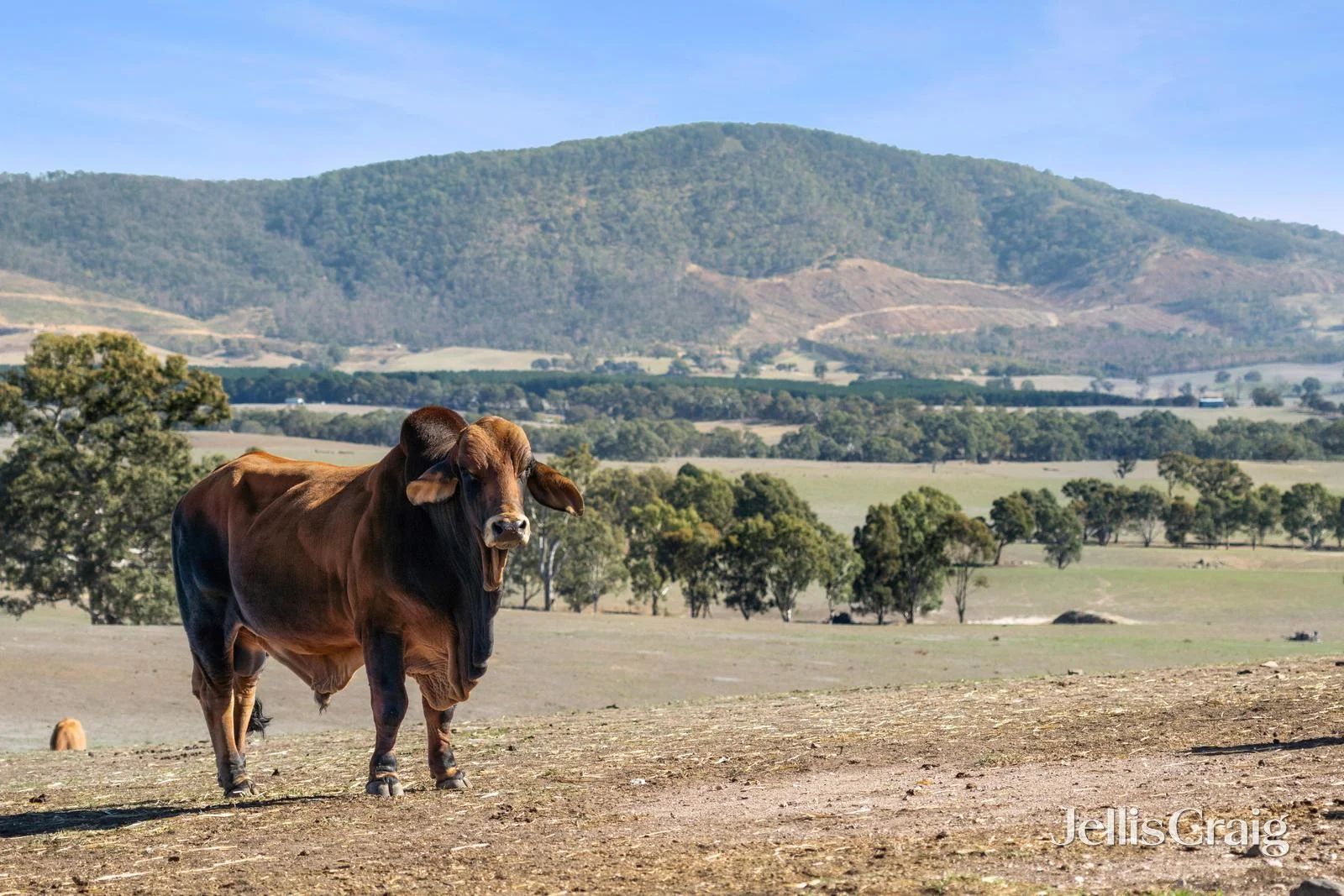 Additional image 3 of Lot 8 Ben Major Track, Mount Lonarch VIC 3468