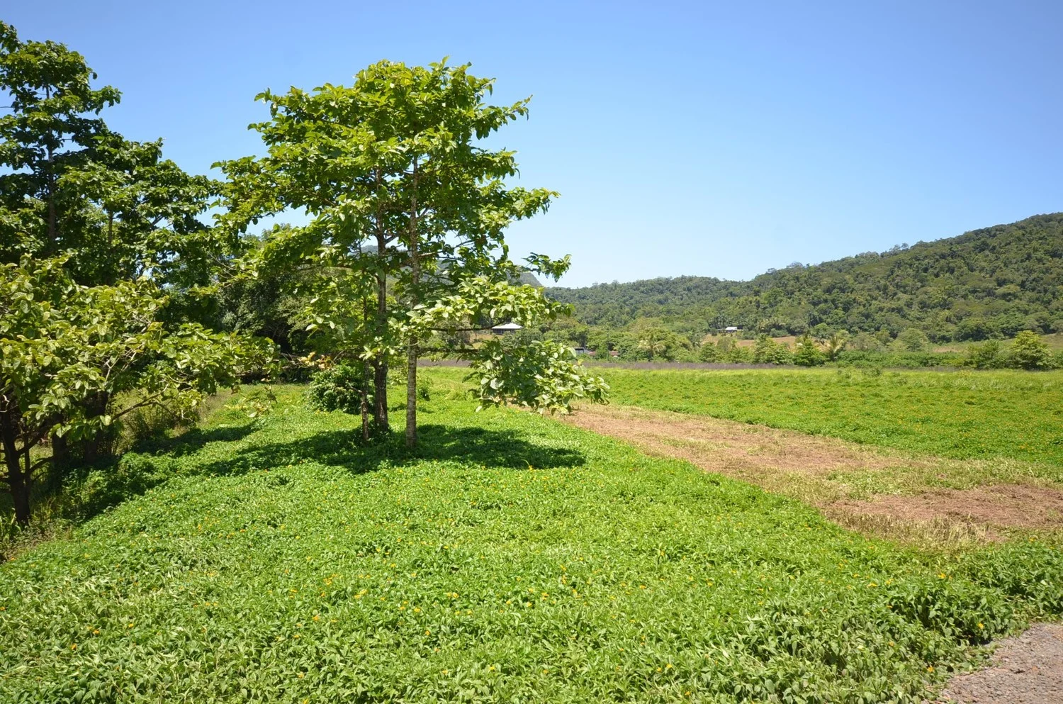 Additional image 14 of Lot 9&10 Kruckow Road, East Russell QLD 4861