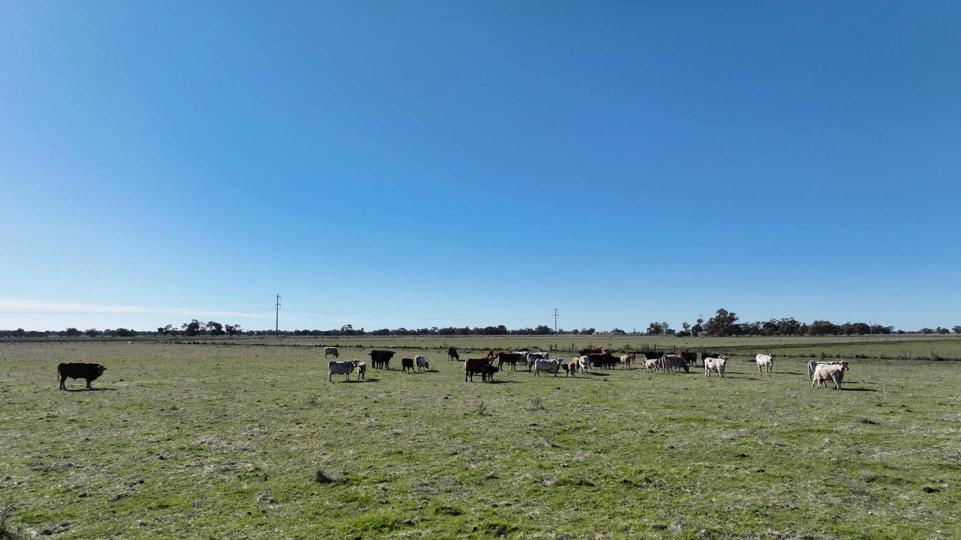 Additional image 43 of Shady Gums Birganbigil Road, Deniliquin NSW 2710