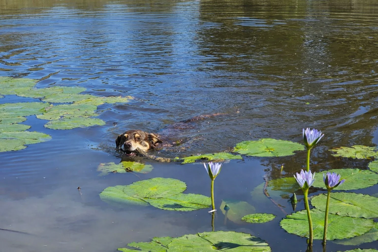 Additional image 24 of 148 Mimi Creek Road, Firefly NSW 2429