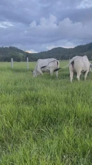 Additional image 4 of 104 Mount Ossa Seaforth Road, Mount Ossa QLD 4741