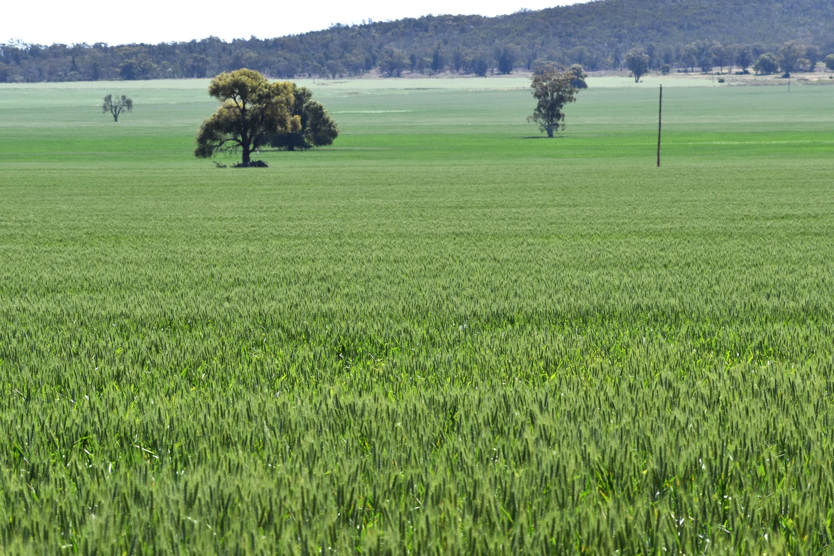 Additional image 9 of 2190 Yarrabandai Road, Trundle NSW 2875