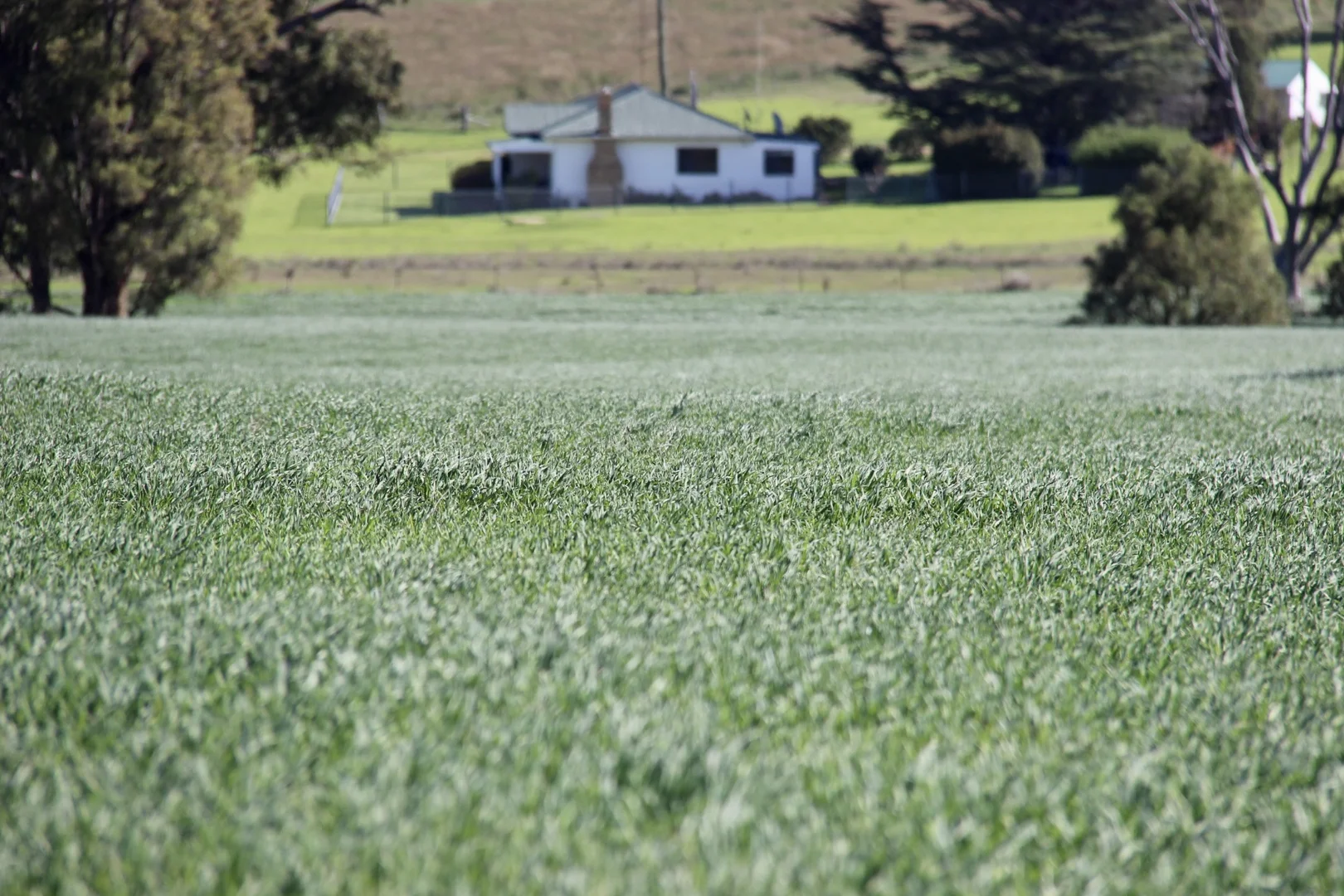 Additional image 20 of "Jemalong" 263 Collier Road, Coolah NSW 2843