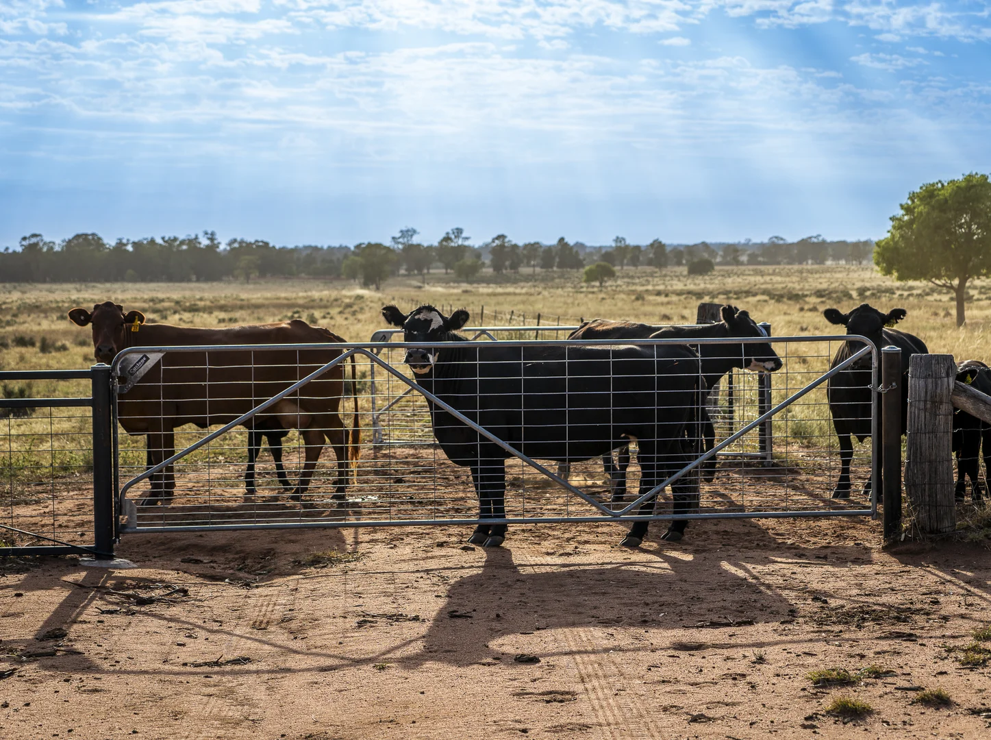 Additional image 18 of Mentone 1521 Bruie Plains Road, Trundle NSW 2875