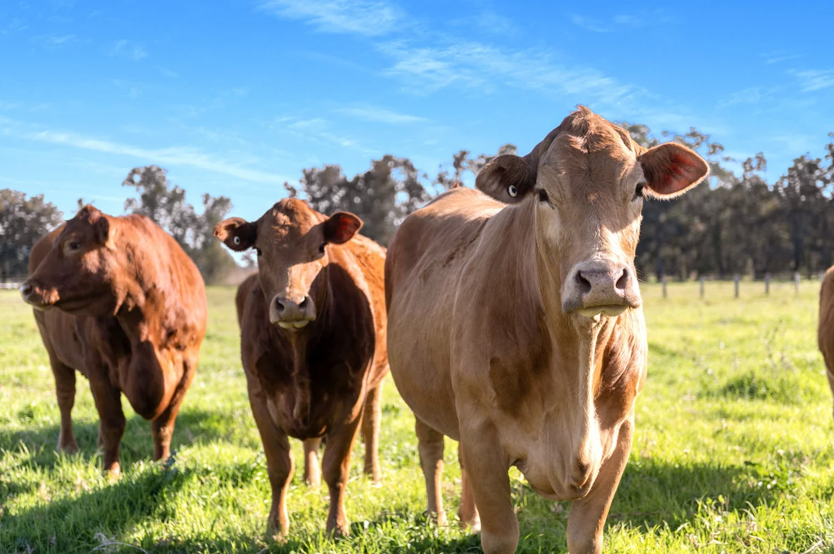 Additional image 6 of 591 Coolangatta Road, Berry NSW 2535