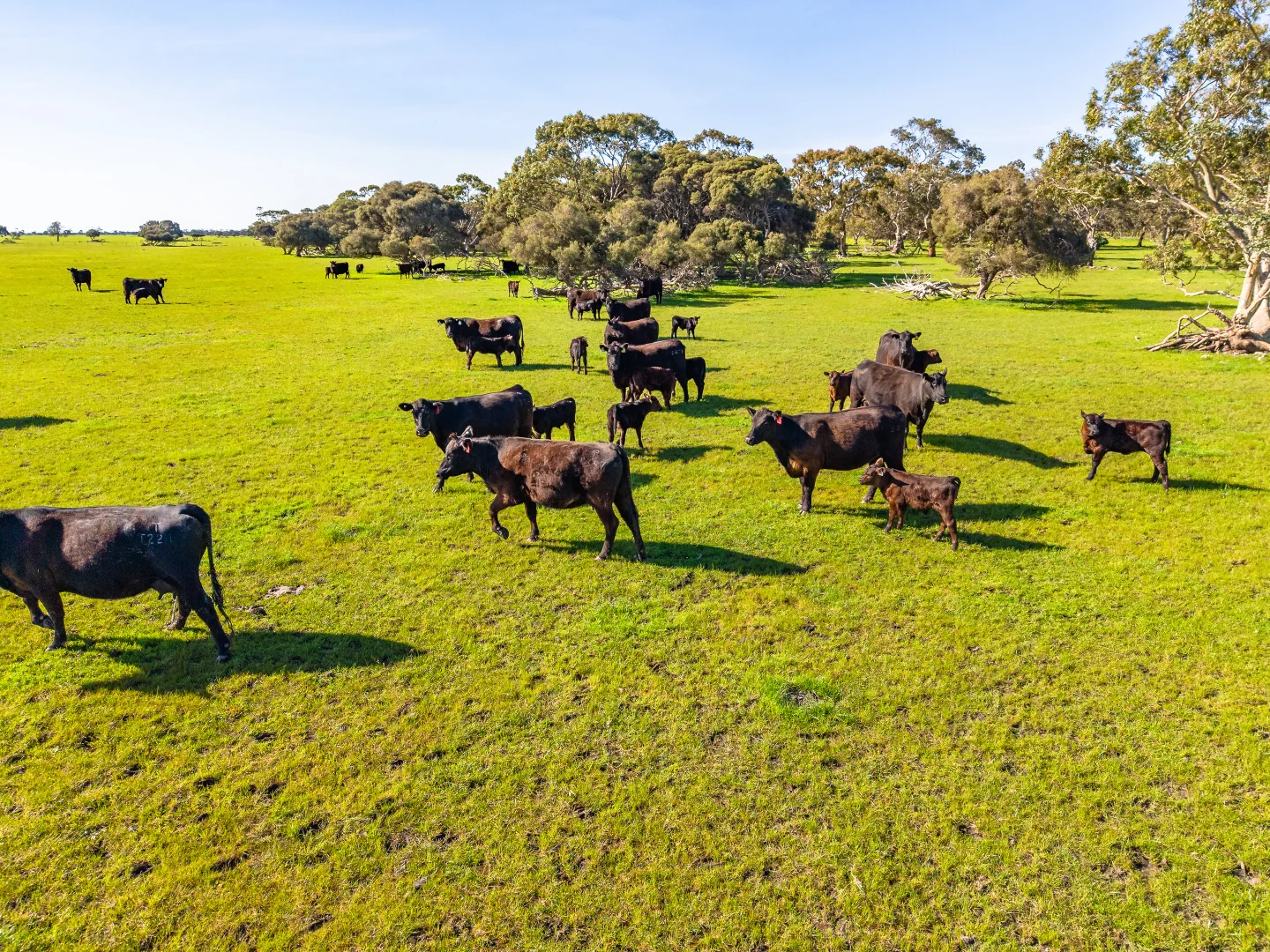 Additional image 21 of 641 Minnie Crowe Road, Avenue Range SA 5273