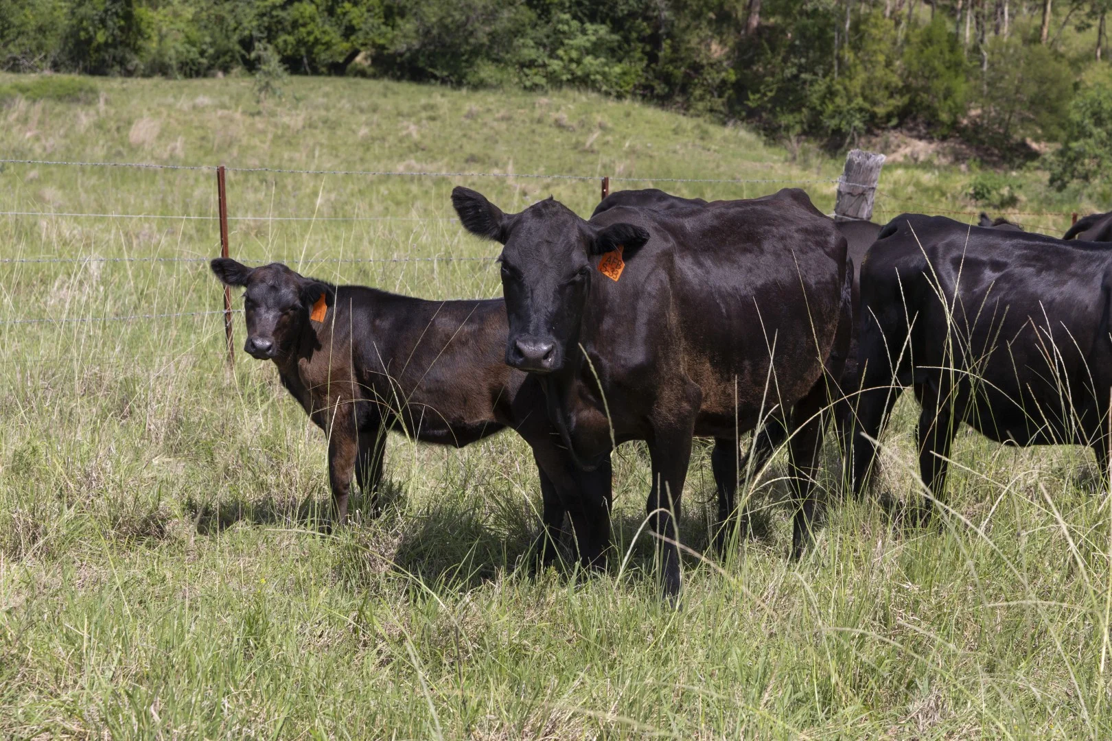 Additional image 10 of 659 Bakers Creek Road, Gloucester NSW 2422