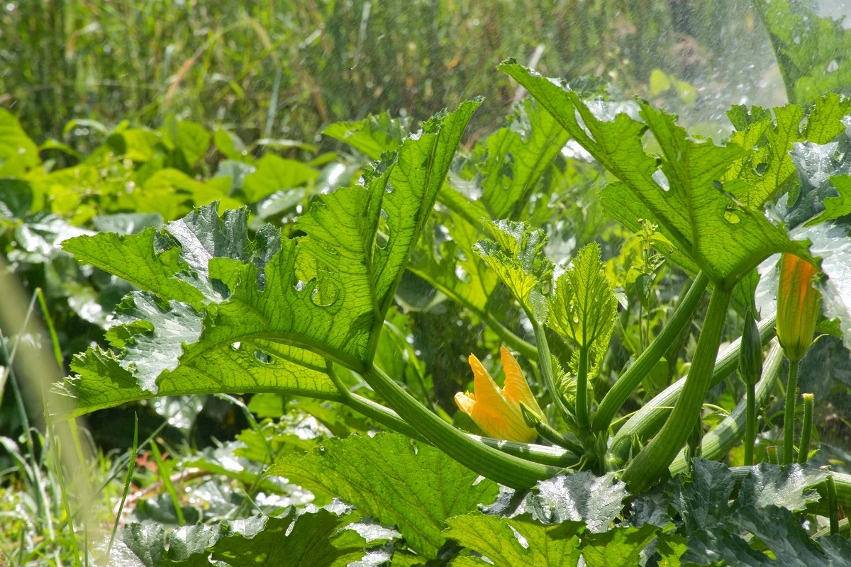 Additional image 18 of 148 Newtons Road, Eden Creek NSW 2474