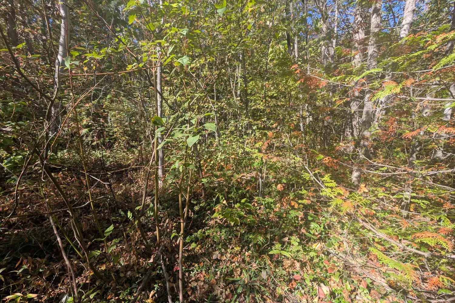 Additional image 14 of Lt 166 Mallory Beach Road