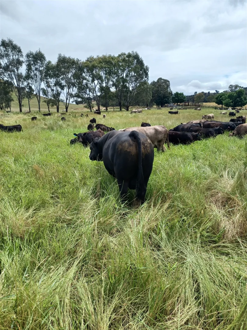 Additional image 26 of 3924 Hume Highway, Tarcutta NSW 2652