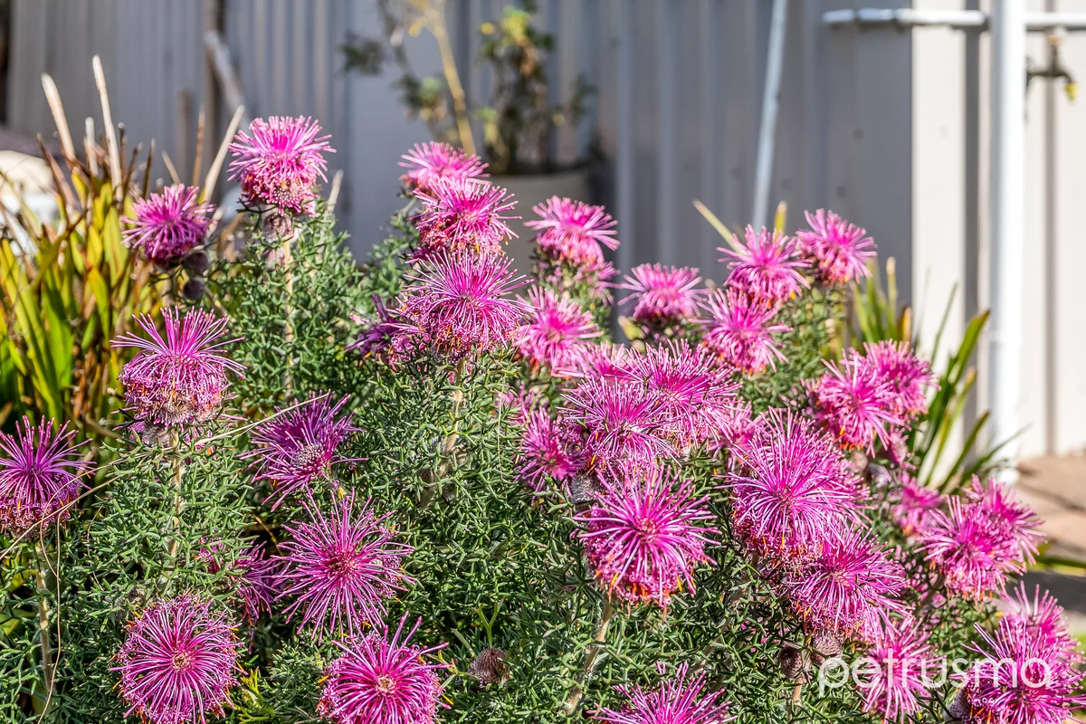 Additional image 25 of 609 Primrose Sands Road, Primrose Sands TAS 7173