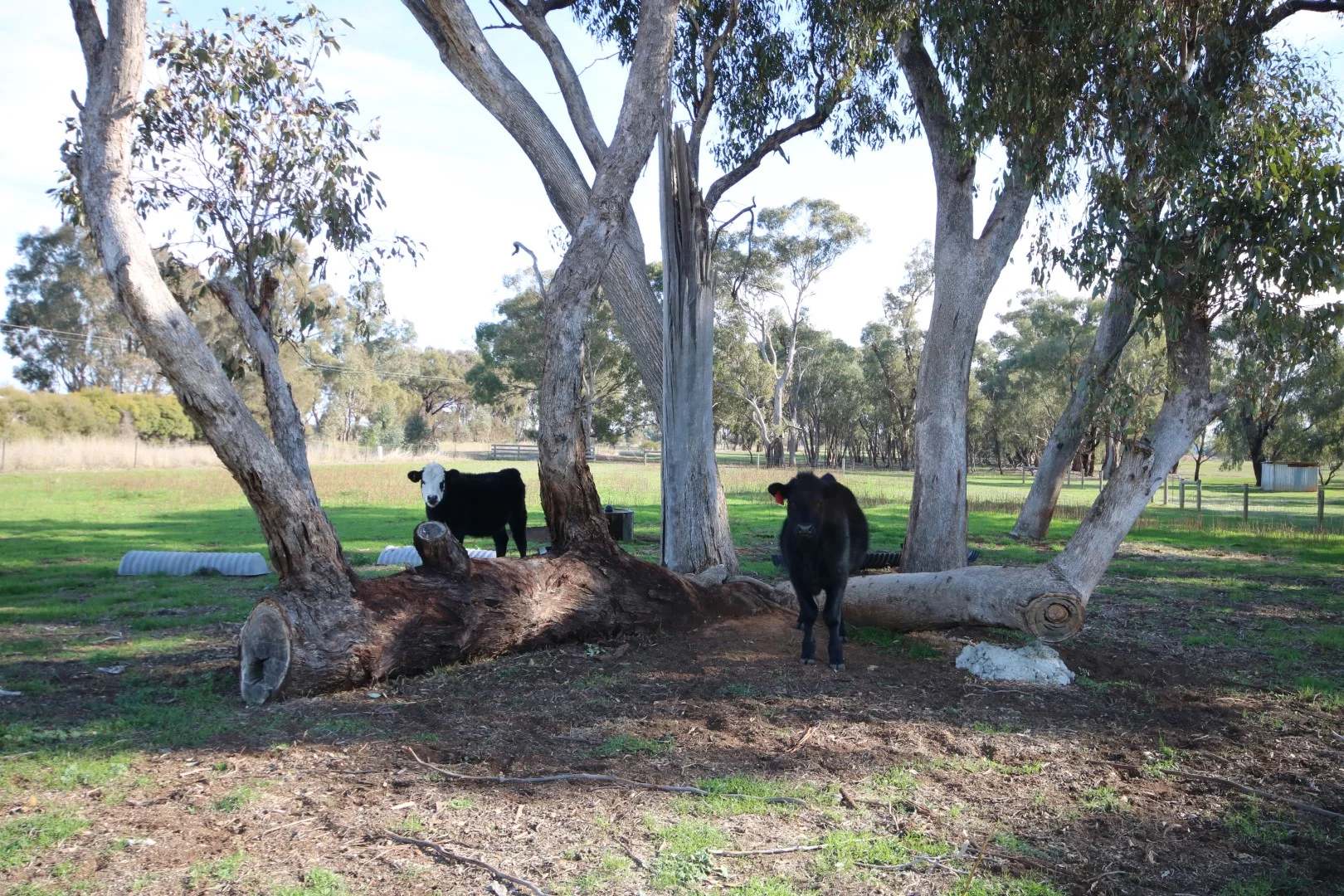 Additional image 13 of 516 O'Donnell Road, Rochester VIC 3561