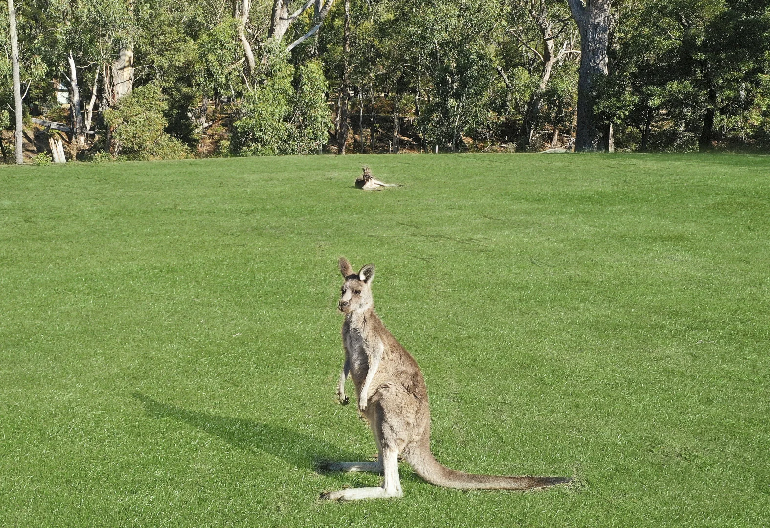 Additional image 2 of 26 Bundaleer Dr, Halls Gap VIC 3381