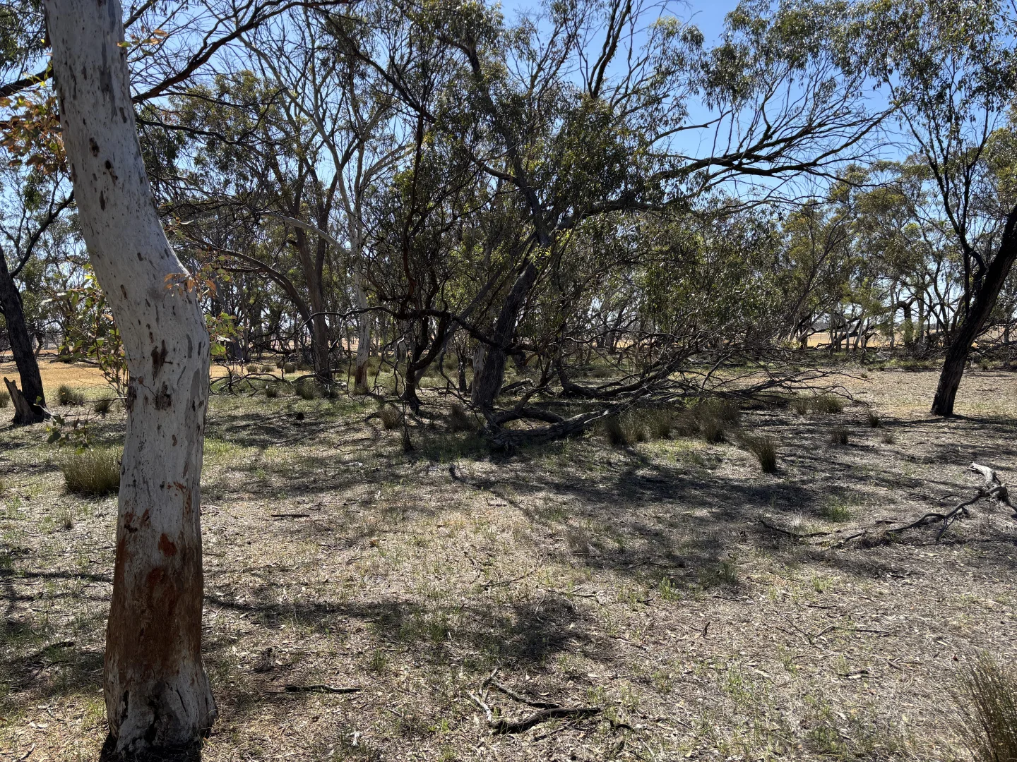 Additional image 13 of . 'Cobbers Soak', Quairading WA 6383