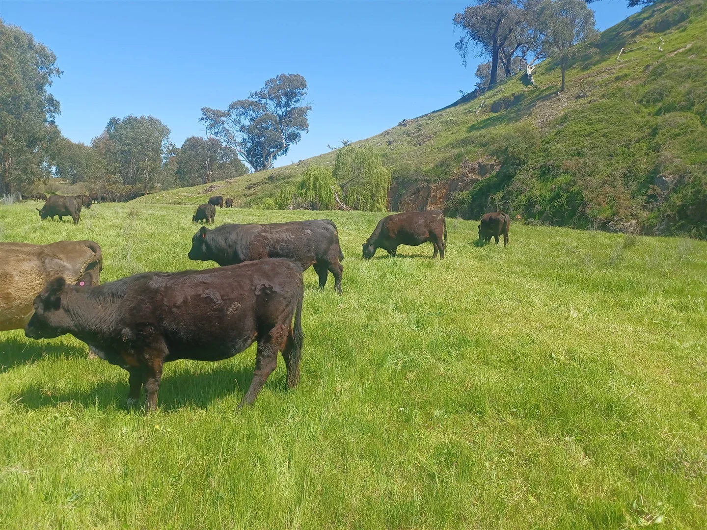 Additional image 5 of 3924 Hume Highway, Tarcutta NSW 2652