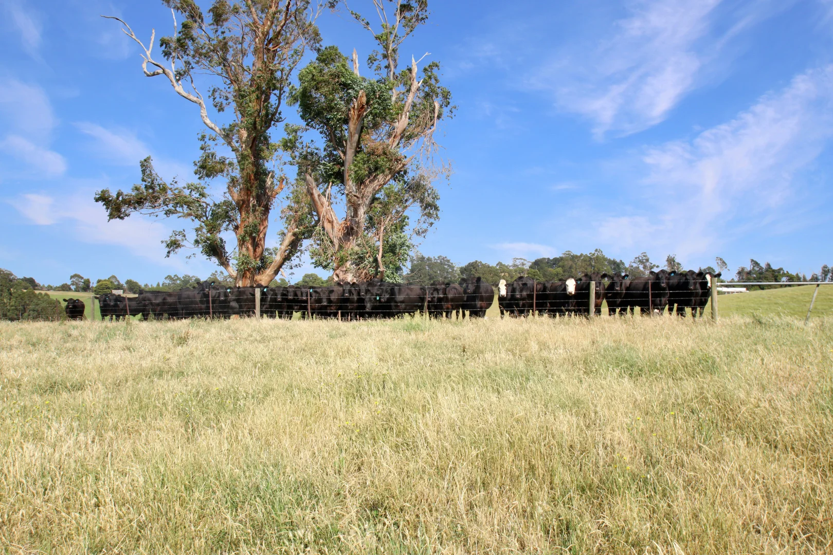 Additional image 5 of 3233 Strzelecki Highway, Mirboo North VIC 3871