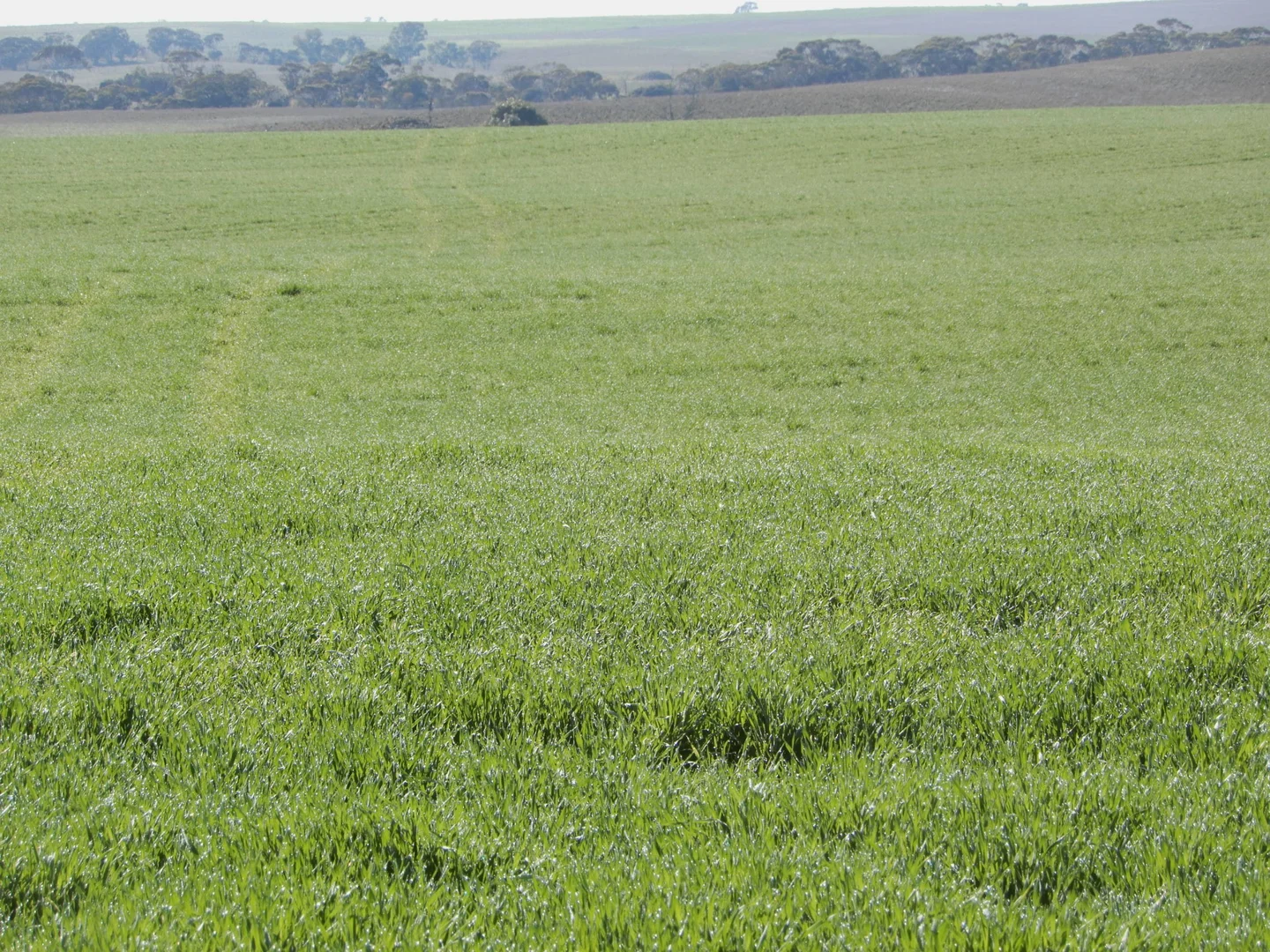 Additional image 16 of 281 Kielow Road, Peake SA 5301