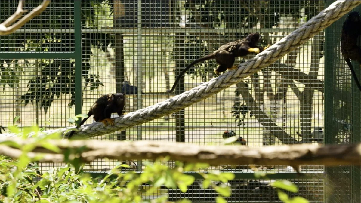 Additional image 37 of 21 Baines Road, Pilton QLD 4361