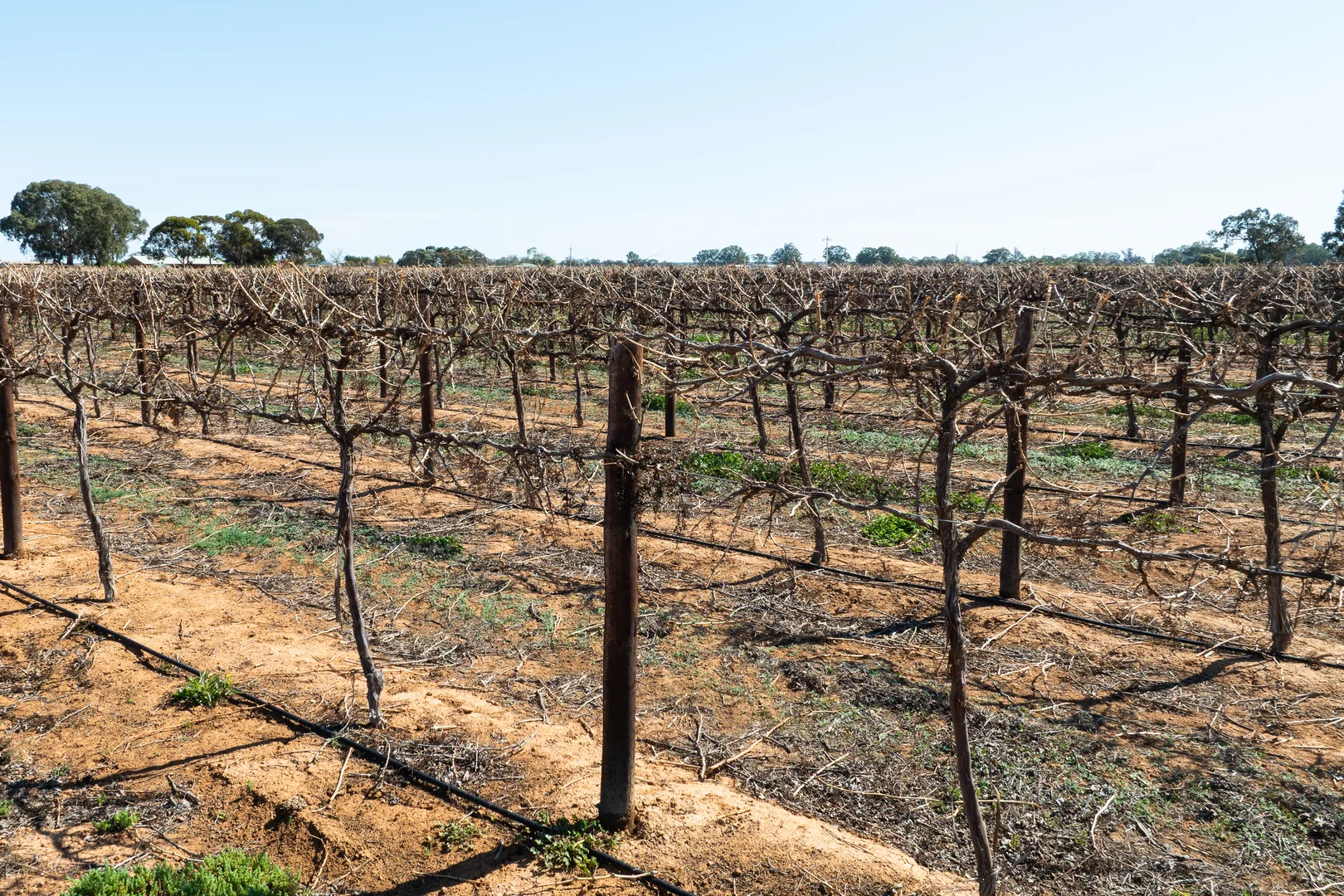 Additional image 11 of Lot 1 Morgan Road, Barmera SA 5345