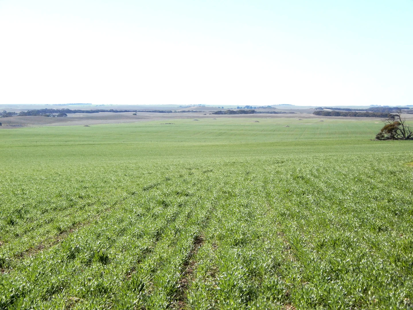 Additional image 5 of 281 Kielow Road, Peake SA 5301