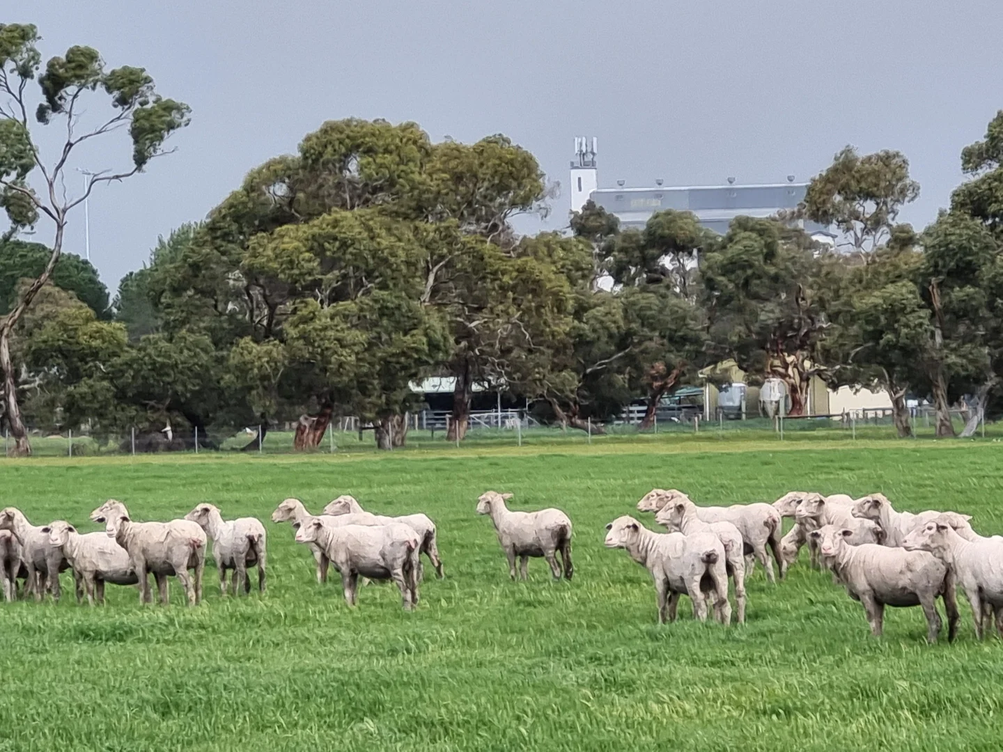 Additional image 3 of "Jacks" Sec 7 Schultz Road, Tintinara SA 5266