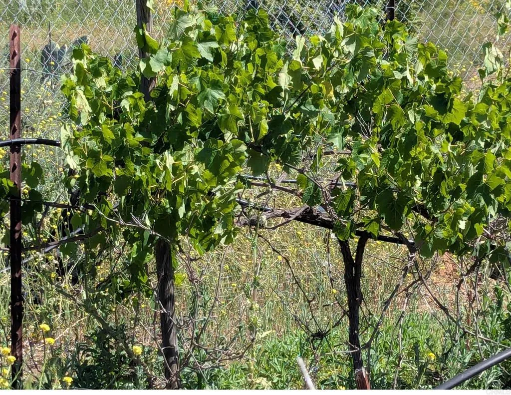 Additional image 39 of 3333 Suncrest Boulevard, El Cajon, CA 92021