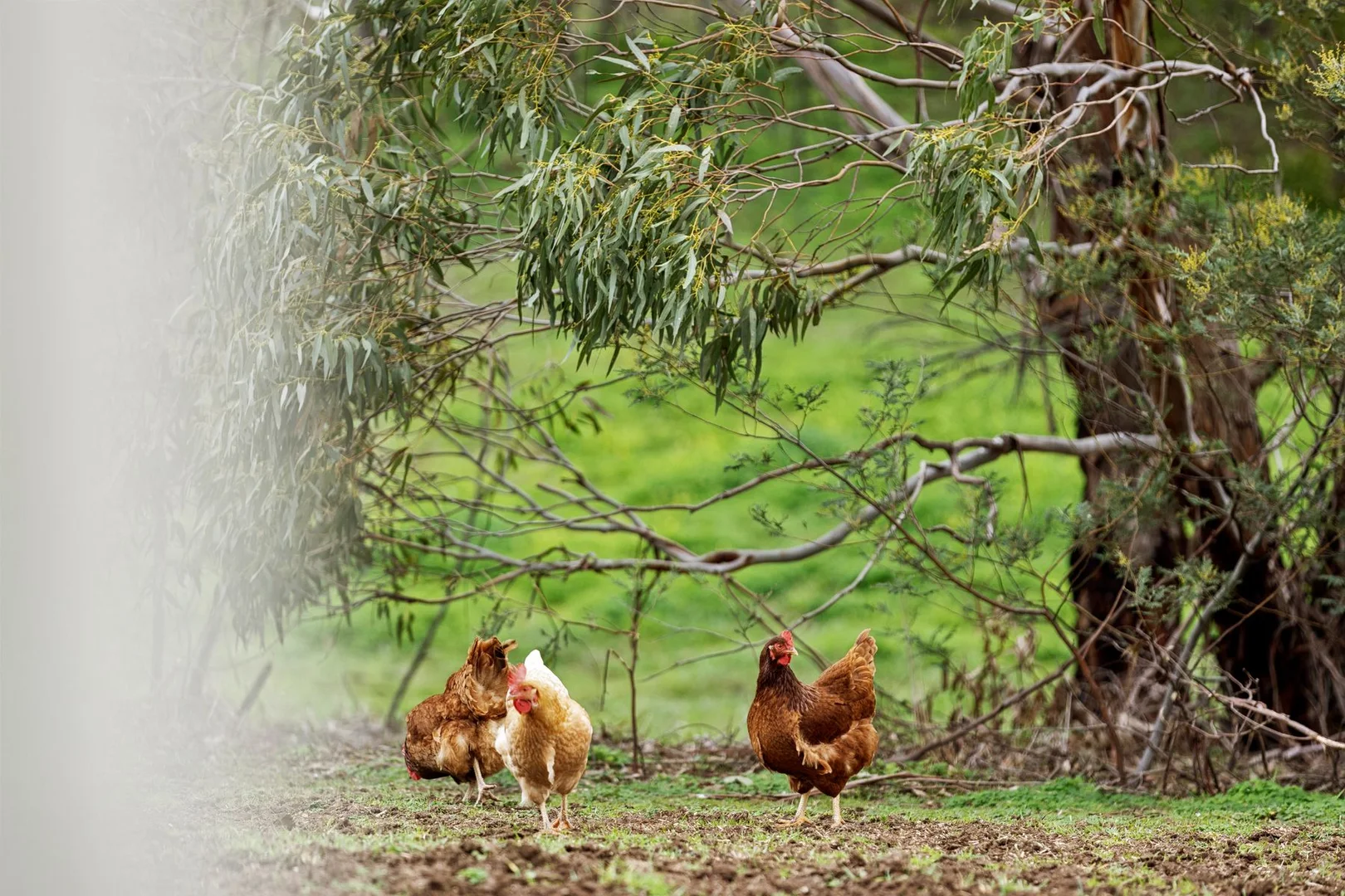 Additional image 30 of 40 Wood Road, Bellbrae VIC 3228