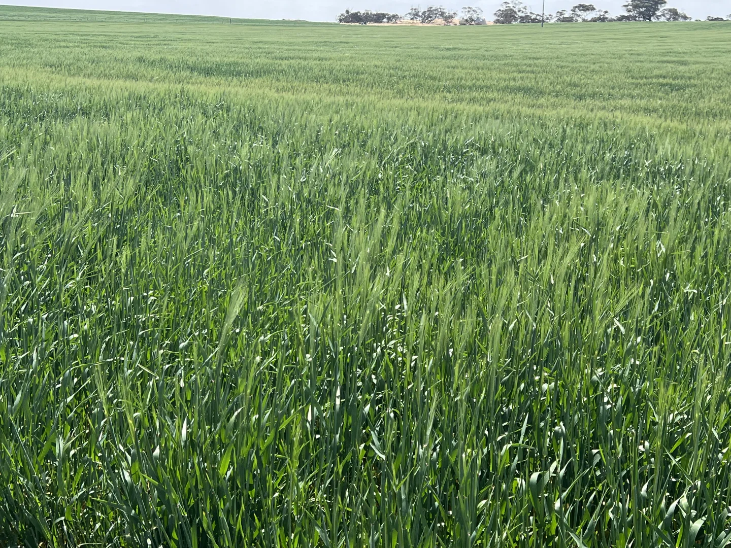 Additional image 2 of 162 Pope Road, Karoonda SA 5307