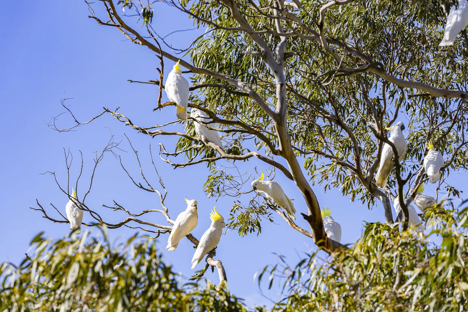 Additional image 21 of 22 Nestle Court, Arthurs Seat VIC 3936
