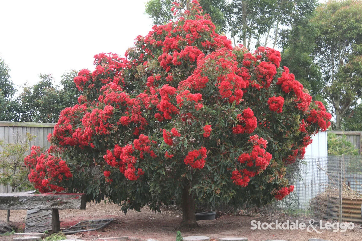 Additional image 31 of Pearsondale VIC 3851