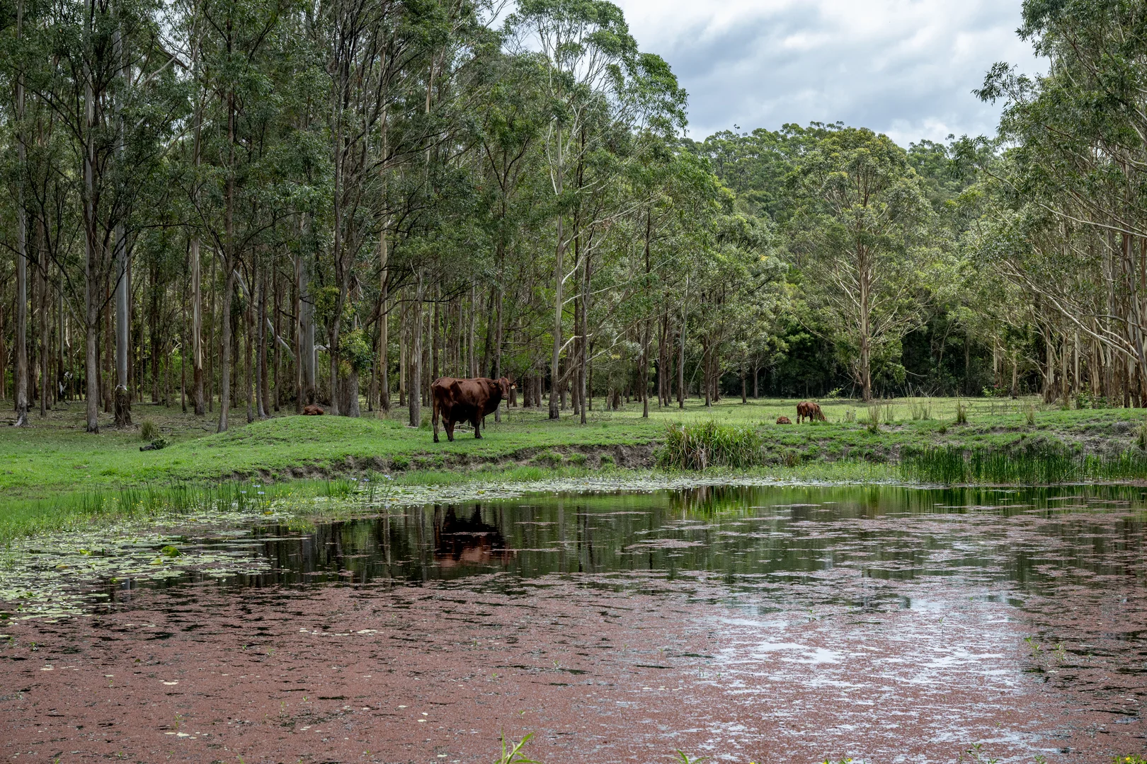 Additional image 22 of 239 Parsons Road, Coondoo QLD 4570