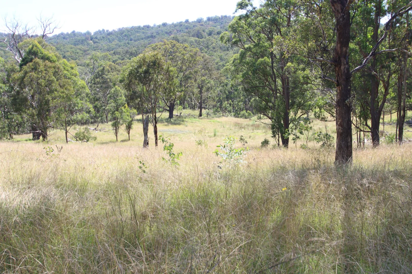 Additional image 9 of 1465 Billirimba Road, Tenterfield NSW 2372