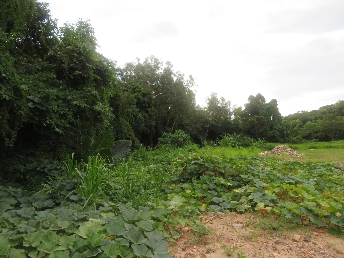 Additional image 14 of 1 Flying Fish Point Road, Innisfail Estate QLD 4860